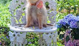 琴子最新爆料内容,揭秘娱乐圈惊人内幕