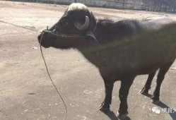 关于牛不啦的最新爆料,揭秘娱乐圈惊人内幕